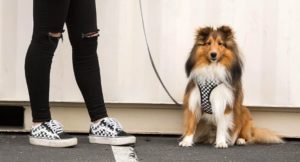 Fresh Pawz, il nuovo brand di streetwear per cani che non ti aspettavi